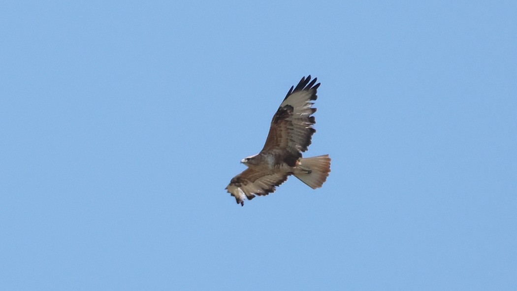 Long-legged Buzzard