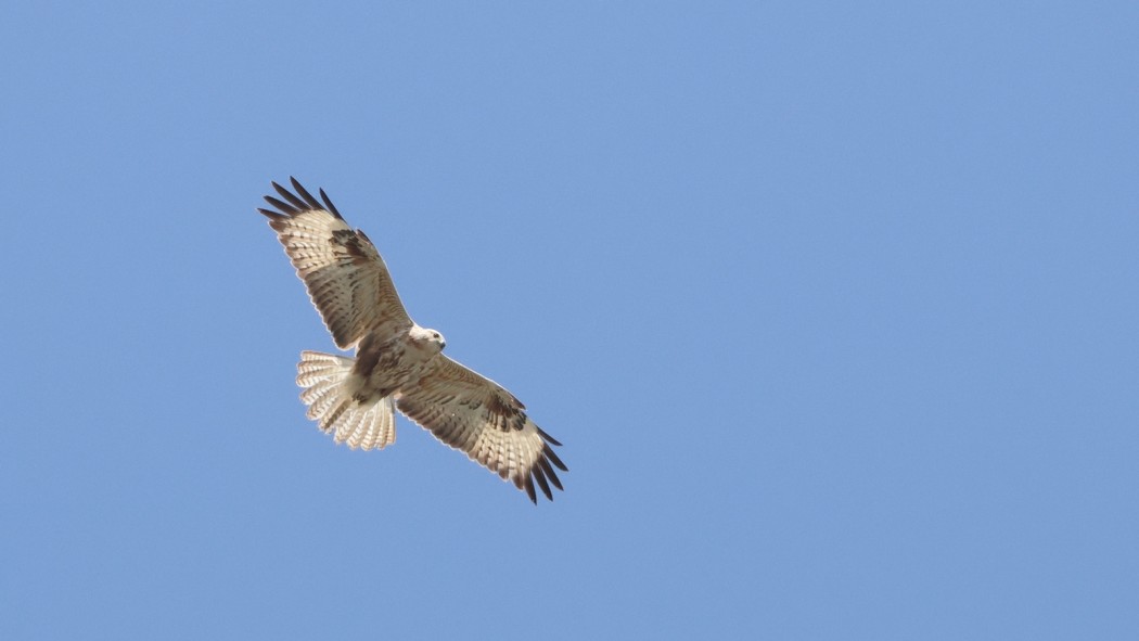 Long-legged Buzzard