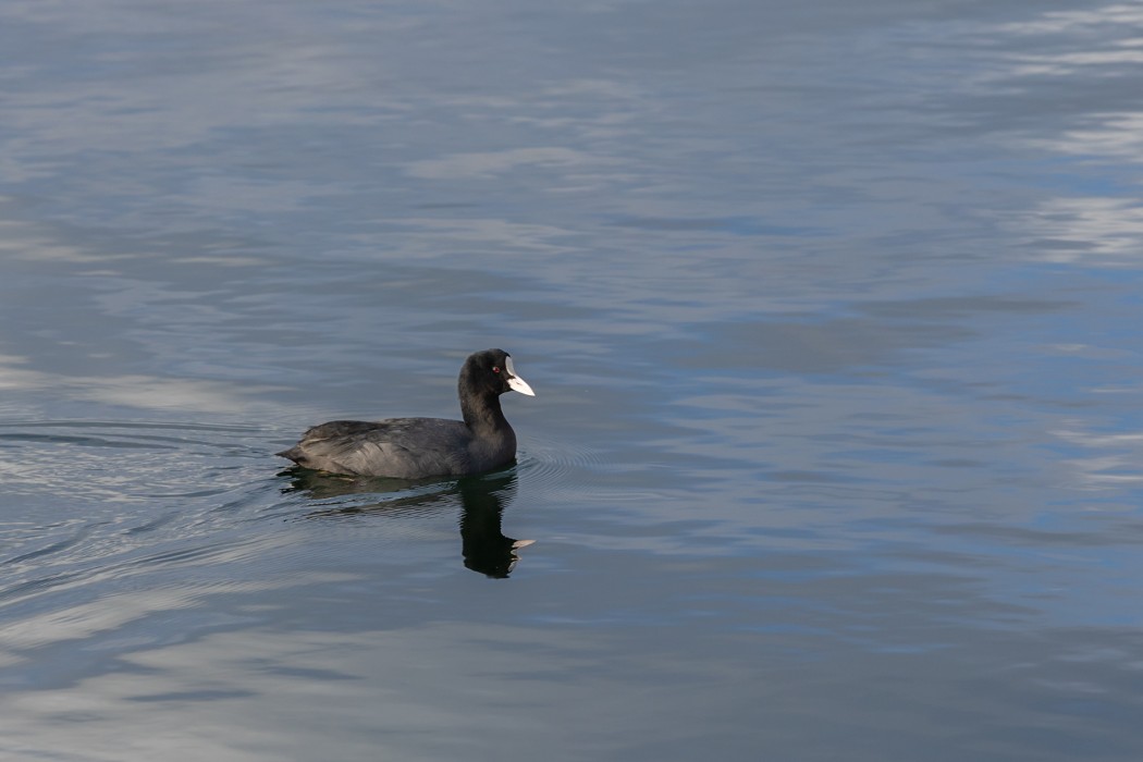 Eurasian Coot