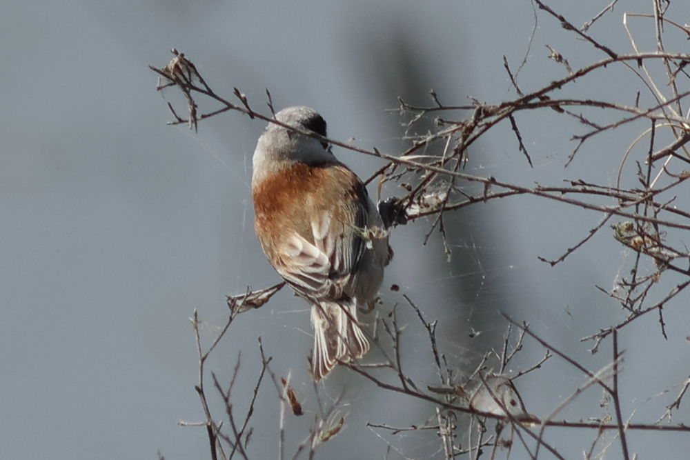 Eurasian Penduline Tit
