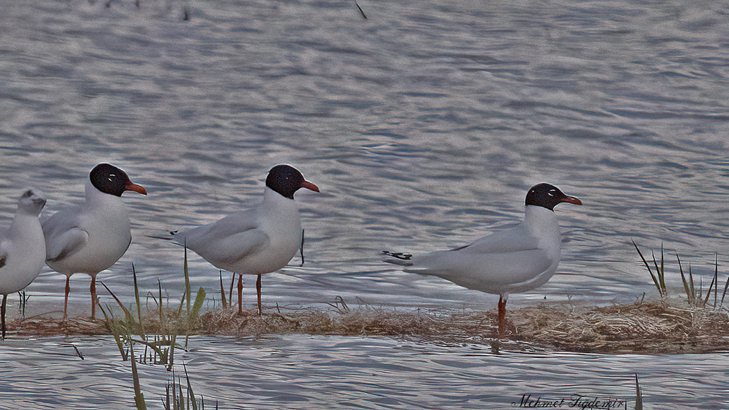 Mediterranean Gull