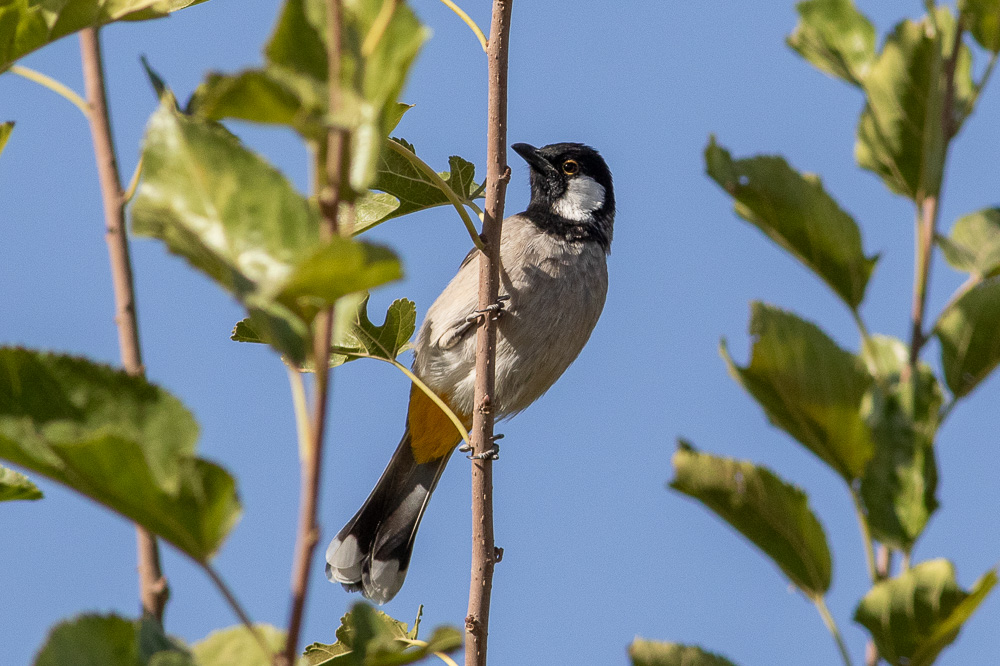 White-eared Bulbul