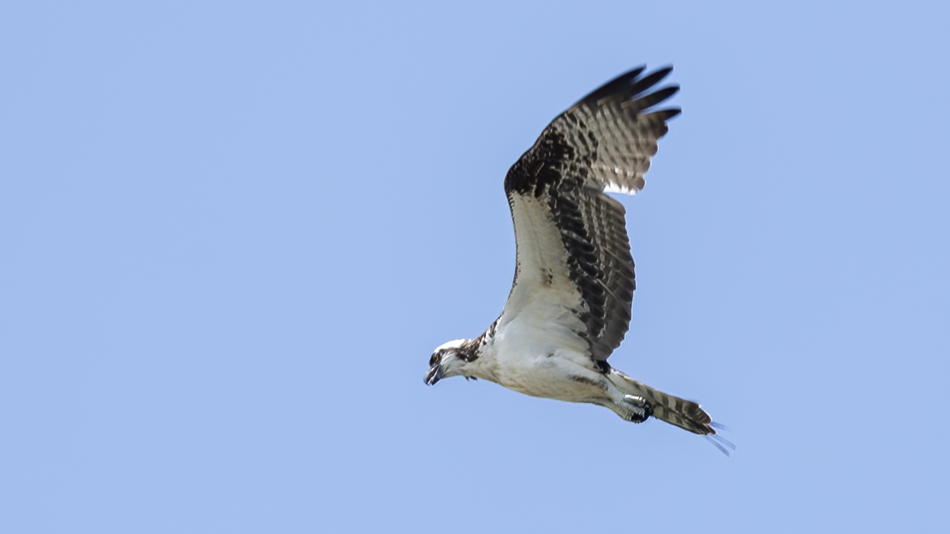 Osprey