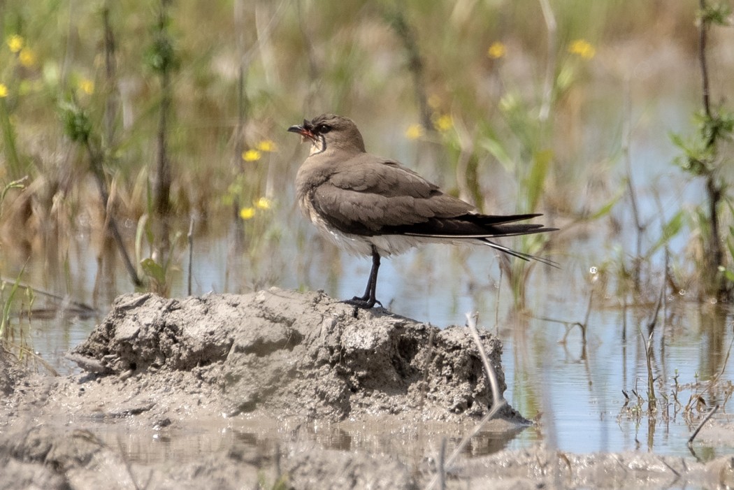 Collared Pratincole