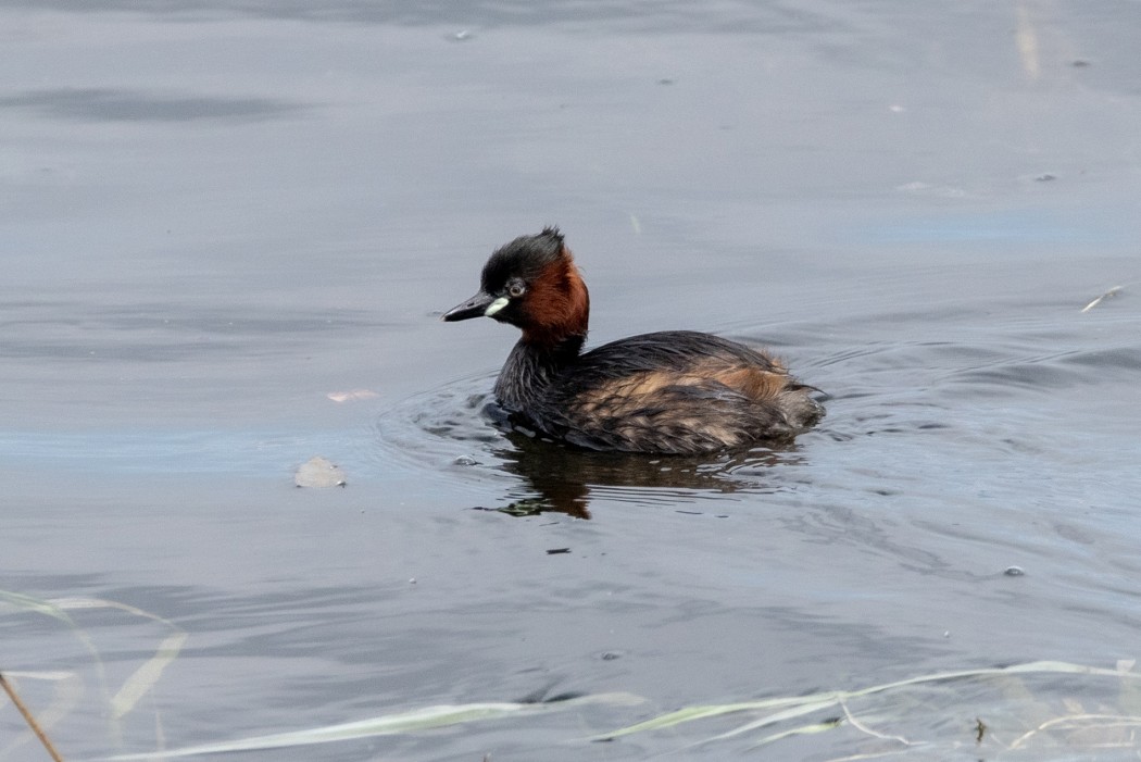 Little Grebe