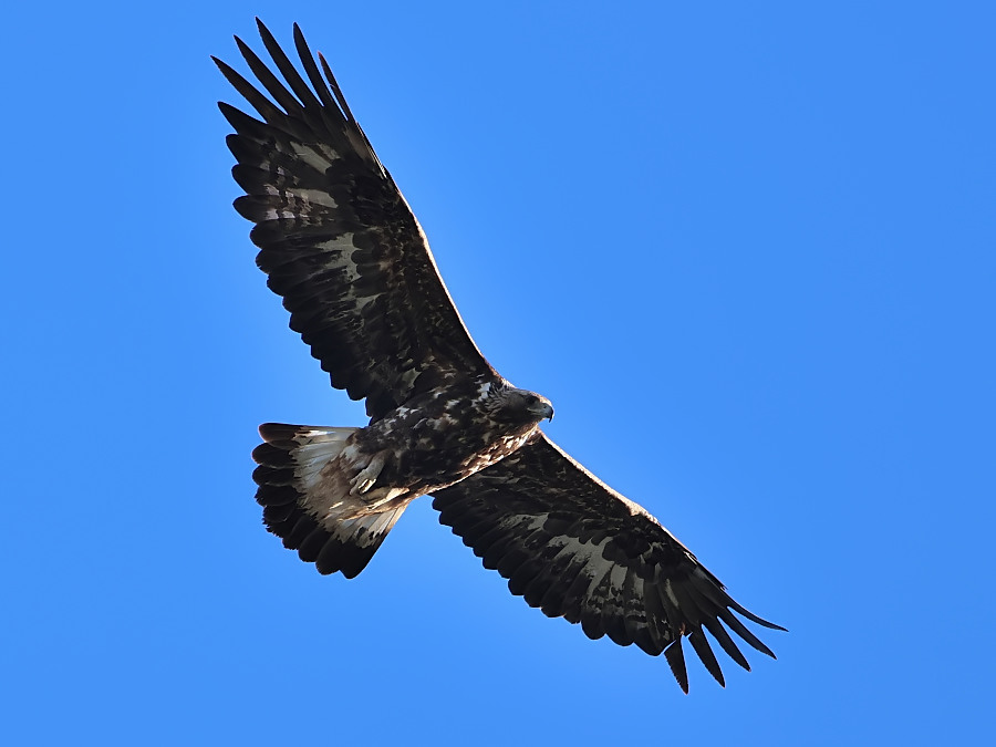 Golden Eagle