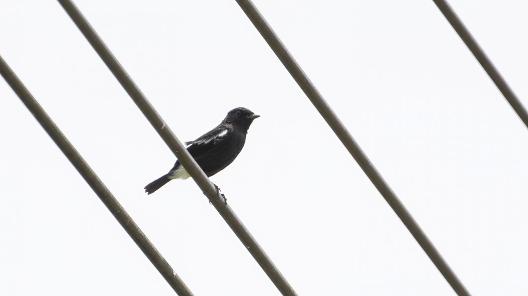 Pied Bush Chat