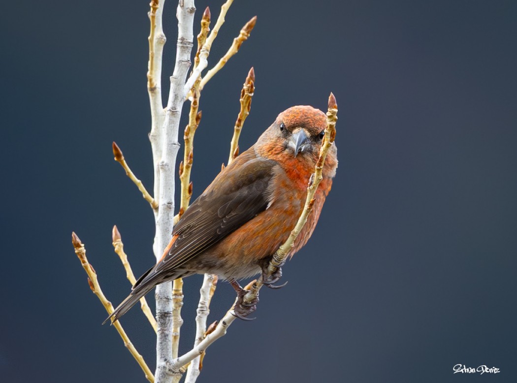 Red Crossbill