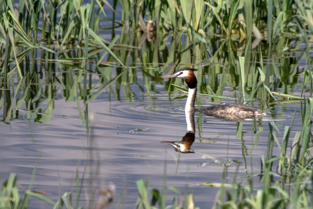 Great Crested Grebe