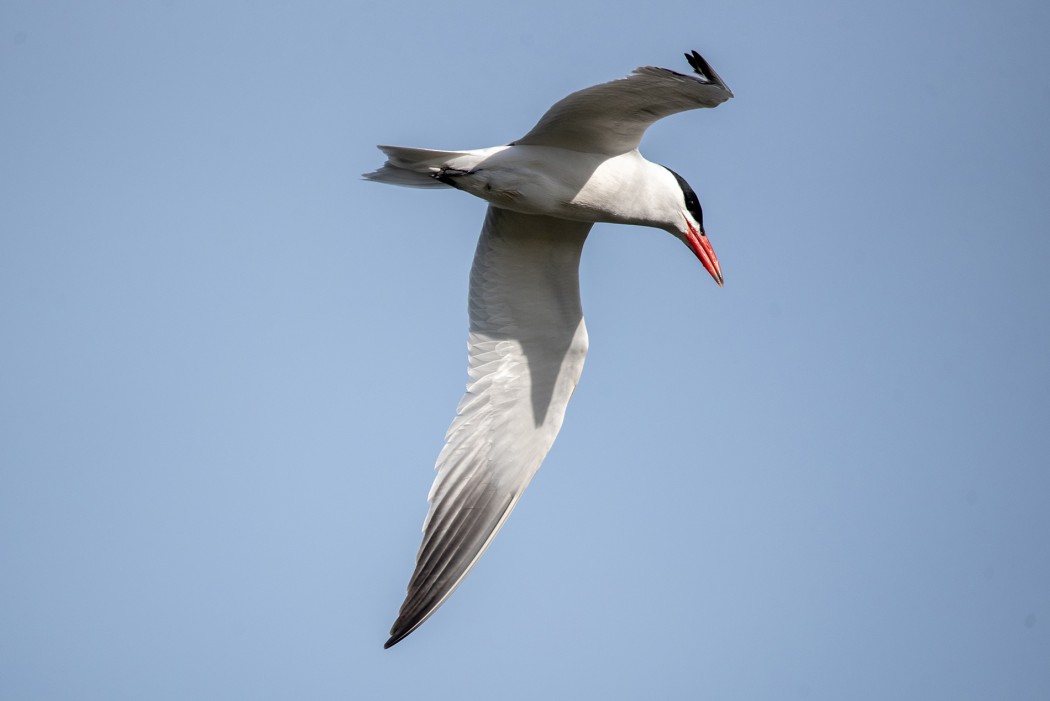 Caspian Tern