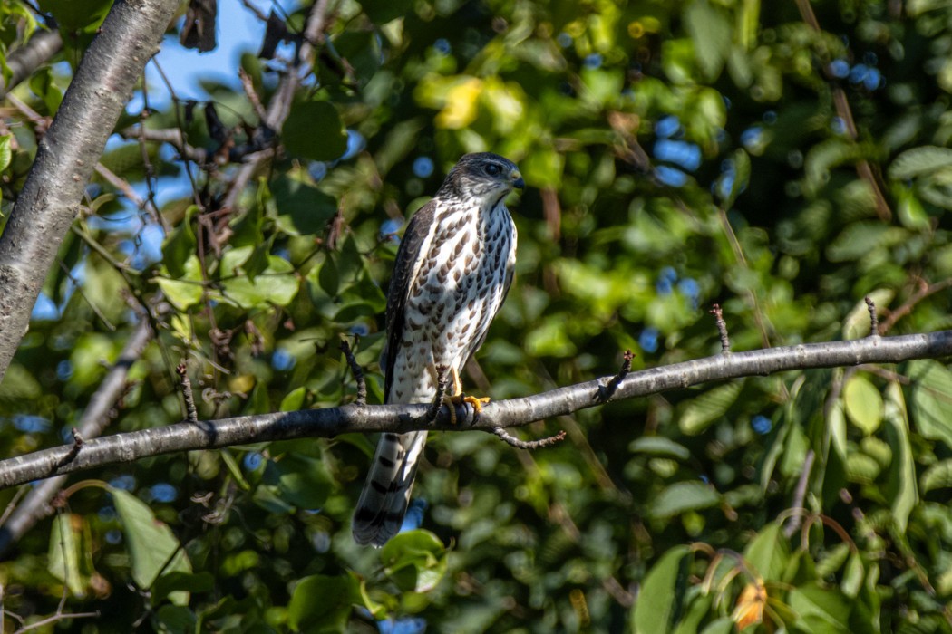 Levant Sparrowhawk