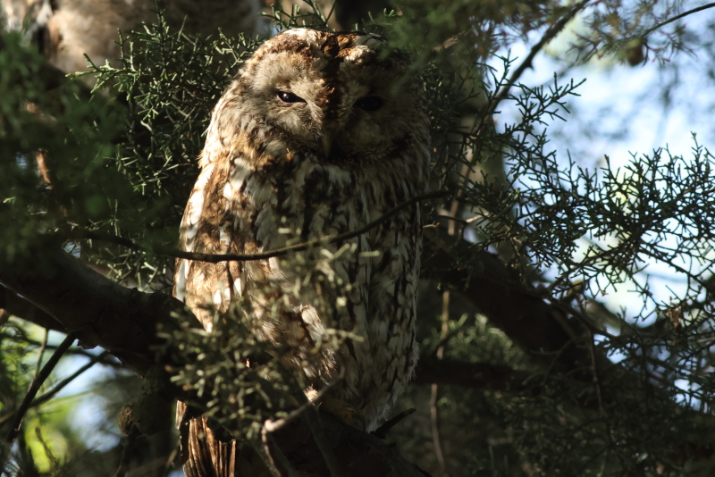 Tawny Owl