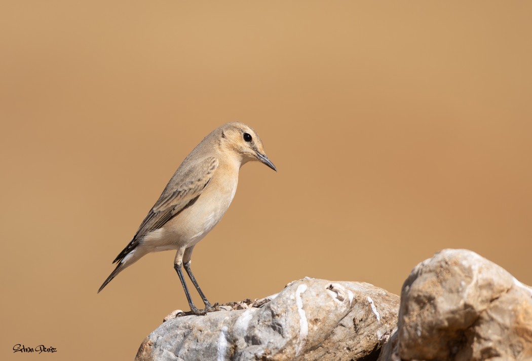 Isabelline Wheatear