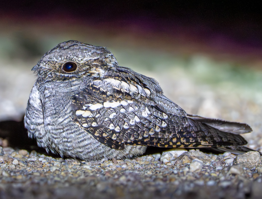 European Nightjar