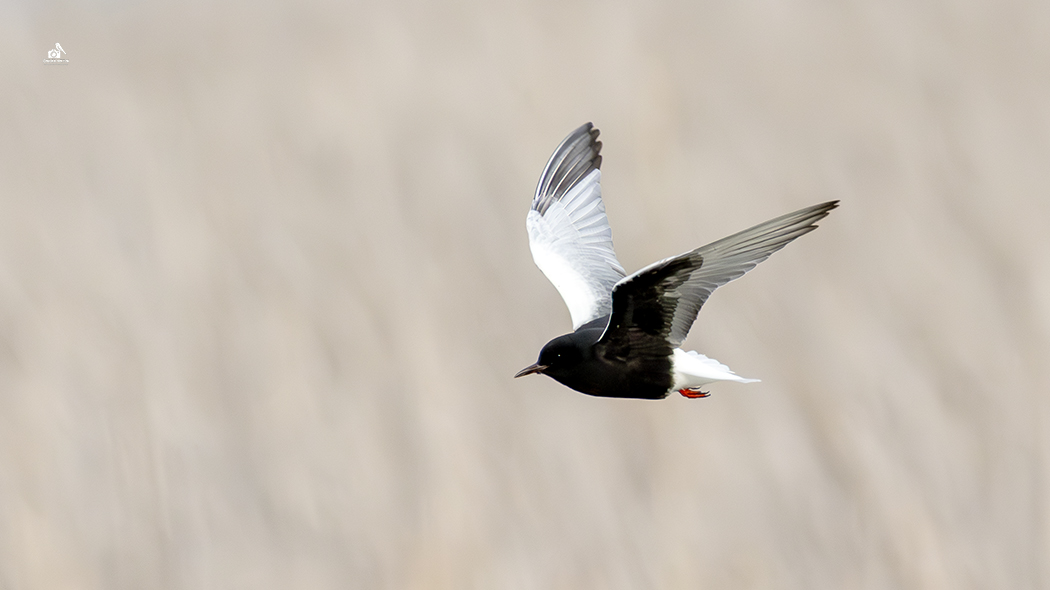 White-winged Tern