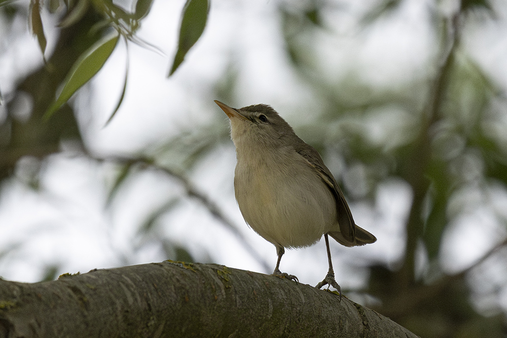 Eastern Olivaceous Warbler