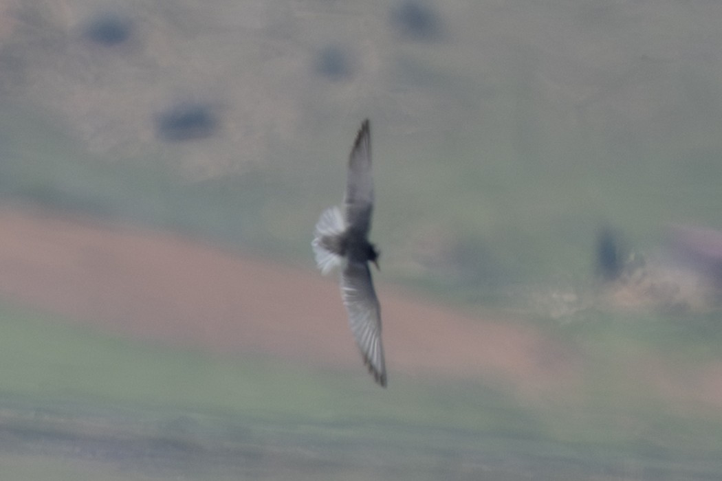 Black Tern