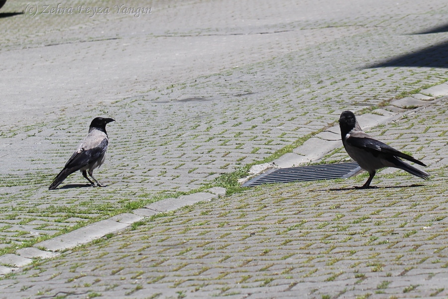 Hooded Crow