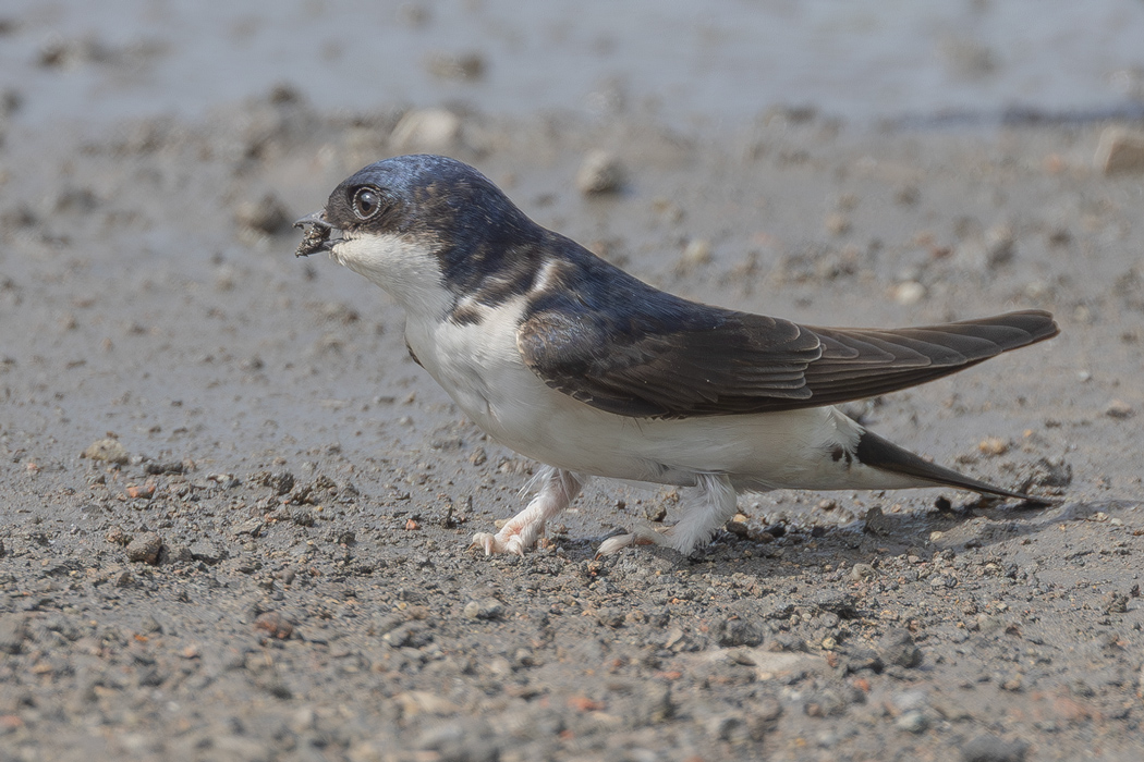 Western House Martin