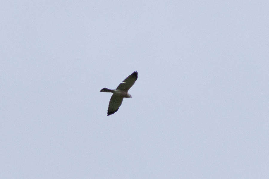 Levant Sparrowhawk