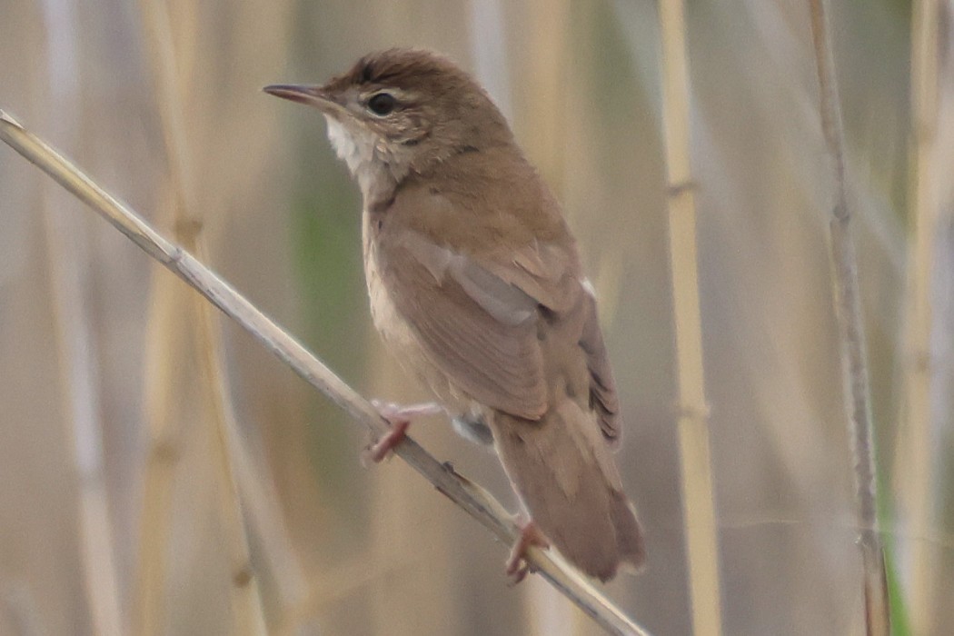 Savi`s Warbler