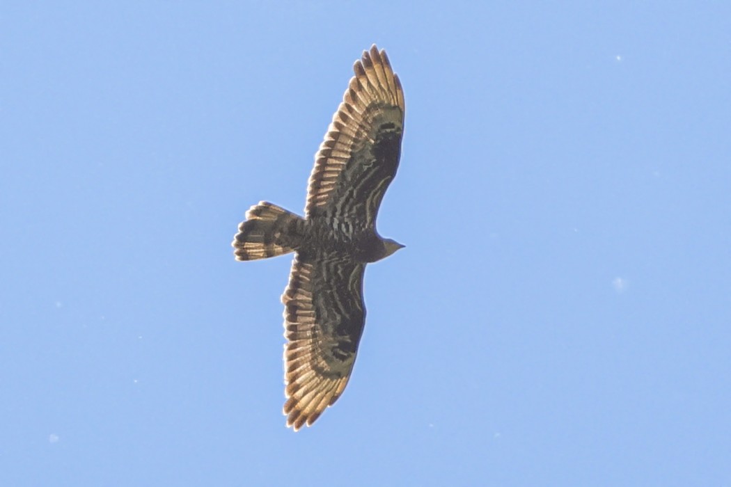 European Honey Buzzard