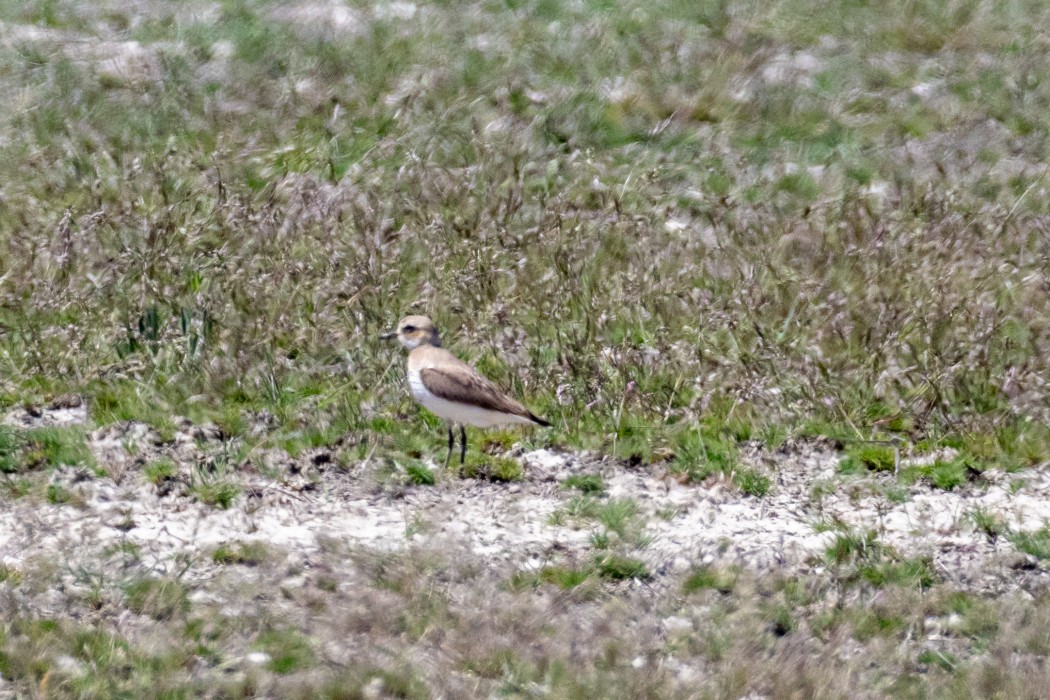 Greater Sand Plover