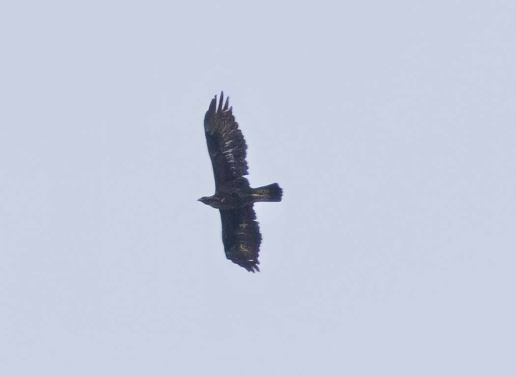 Golden Eagle