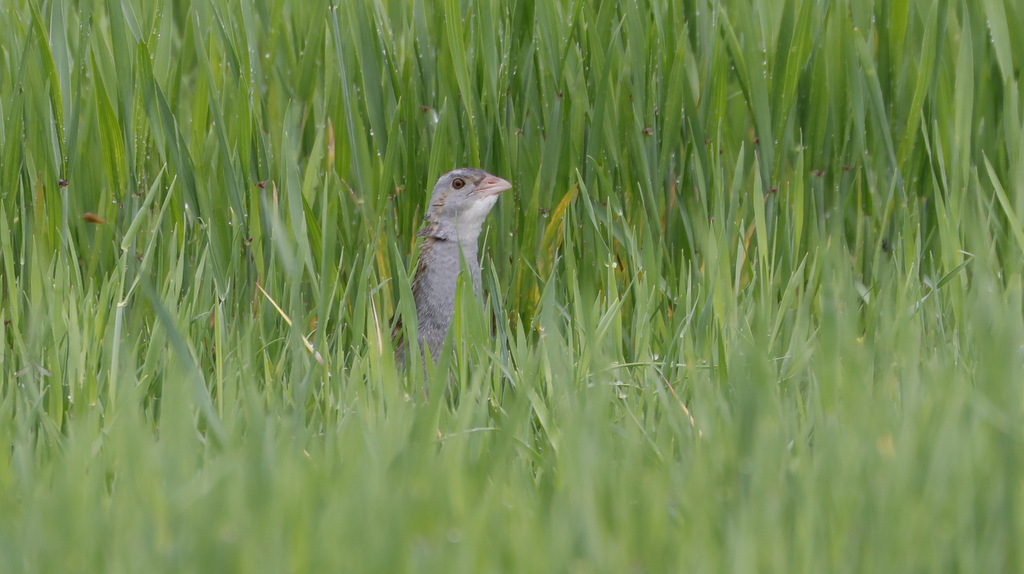 Corn Crake