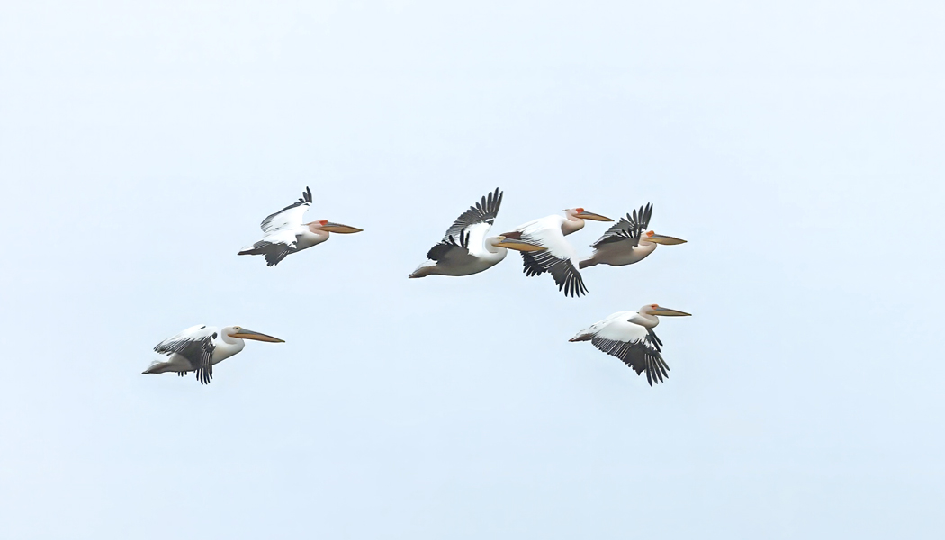 Great White Pelican