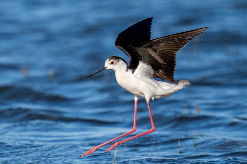Black-winged Stilt