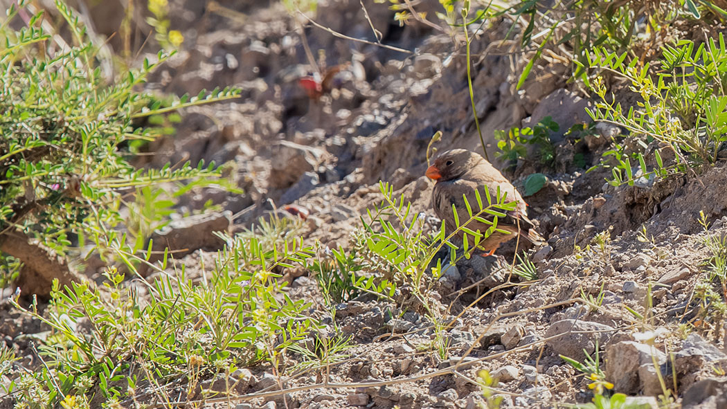 Trumpeter Finch