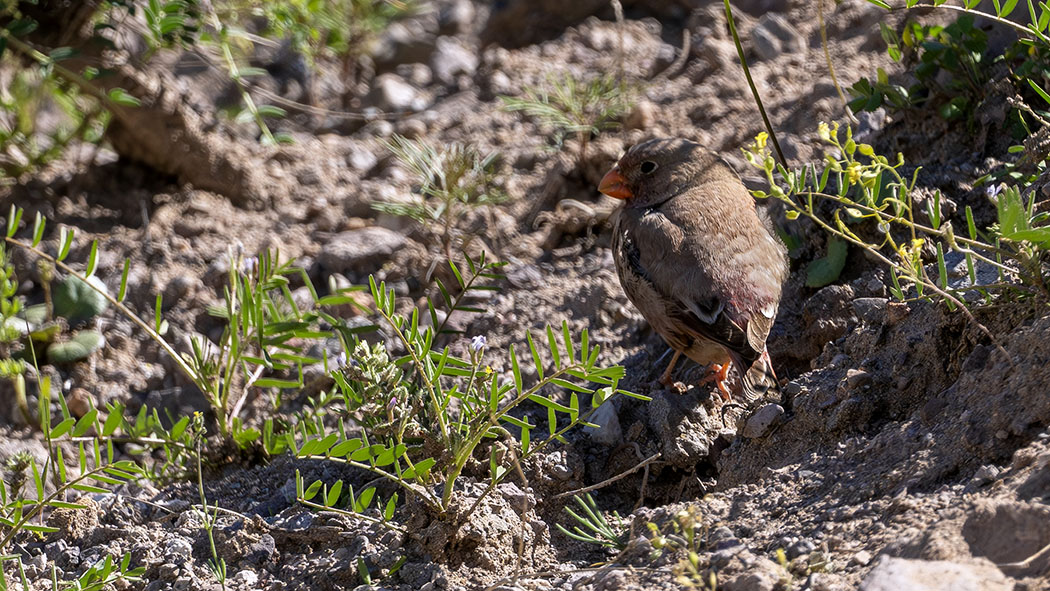 Trumpeter Finch