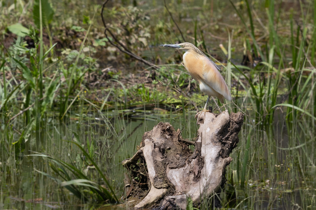 Squacco Heron