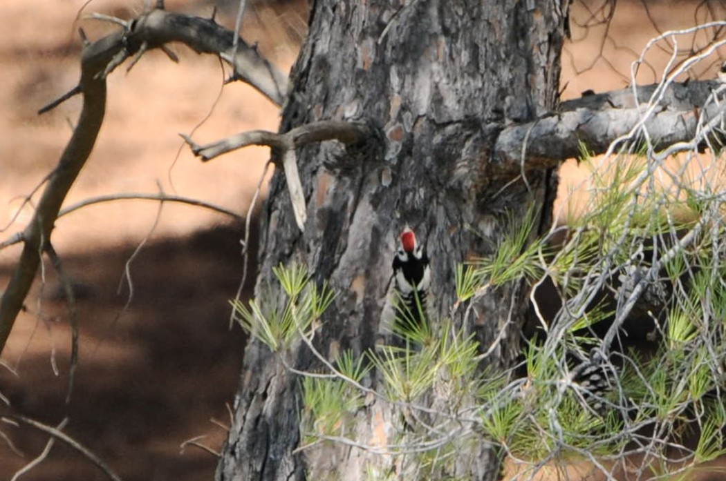 Syrian Woodpecker