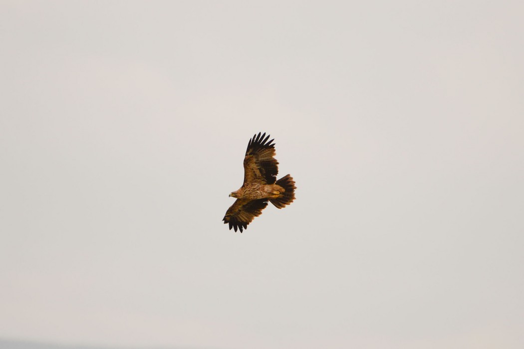 Eastern Imperial Eagle