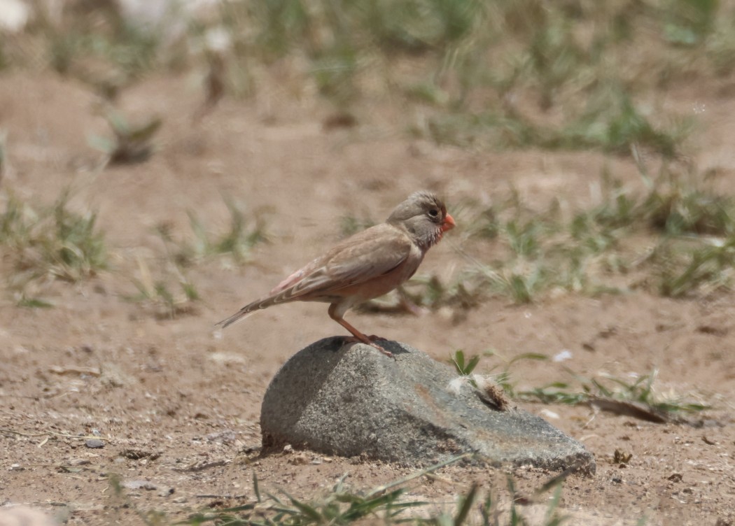 Trumpeter Finch