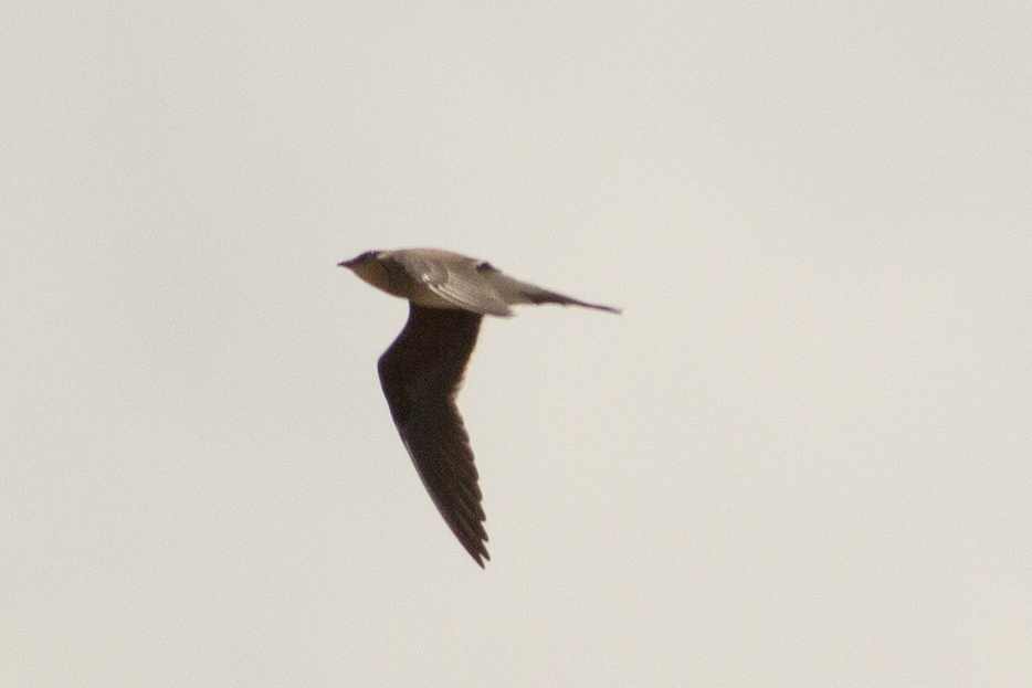 Collared Pratincole