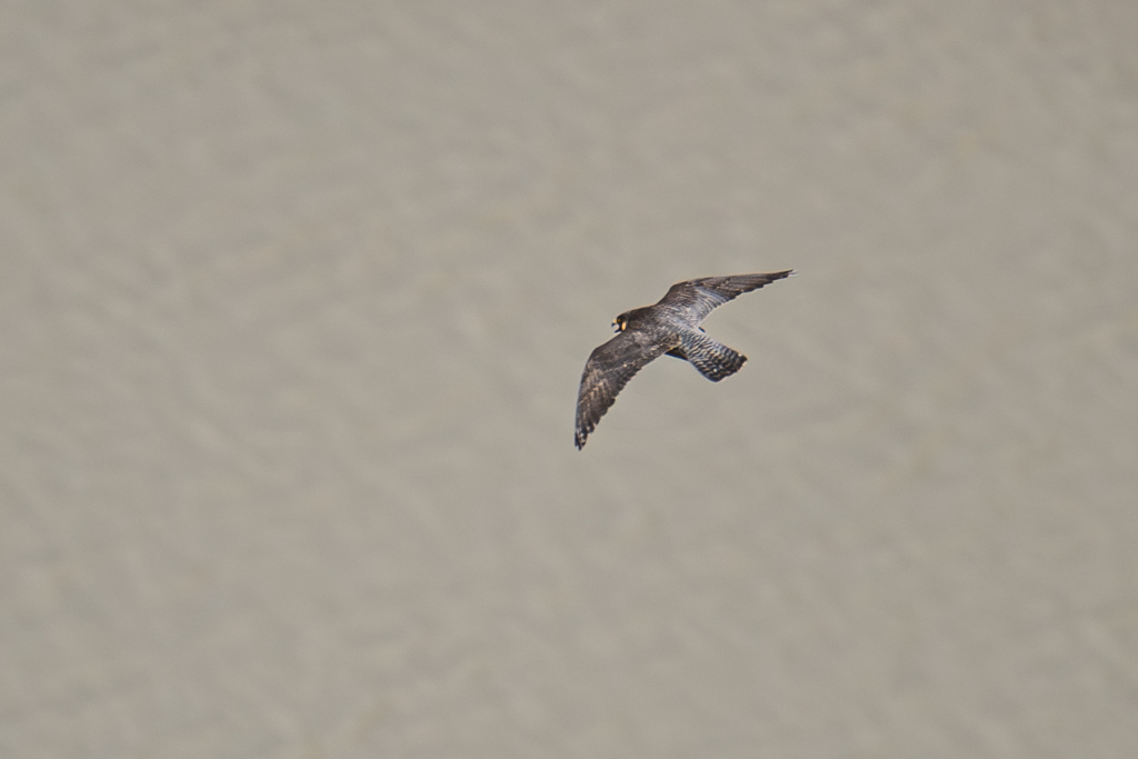 Peregrine Falcon