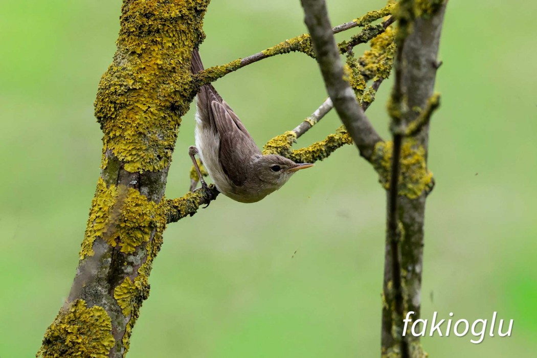 Eastern Olivaceous Warbler