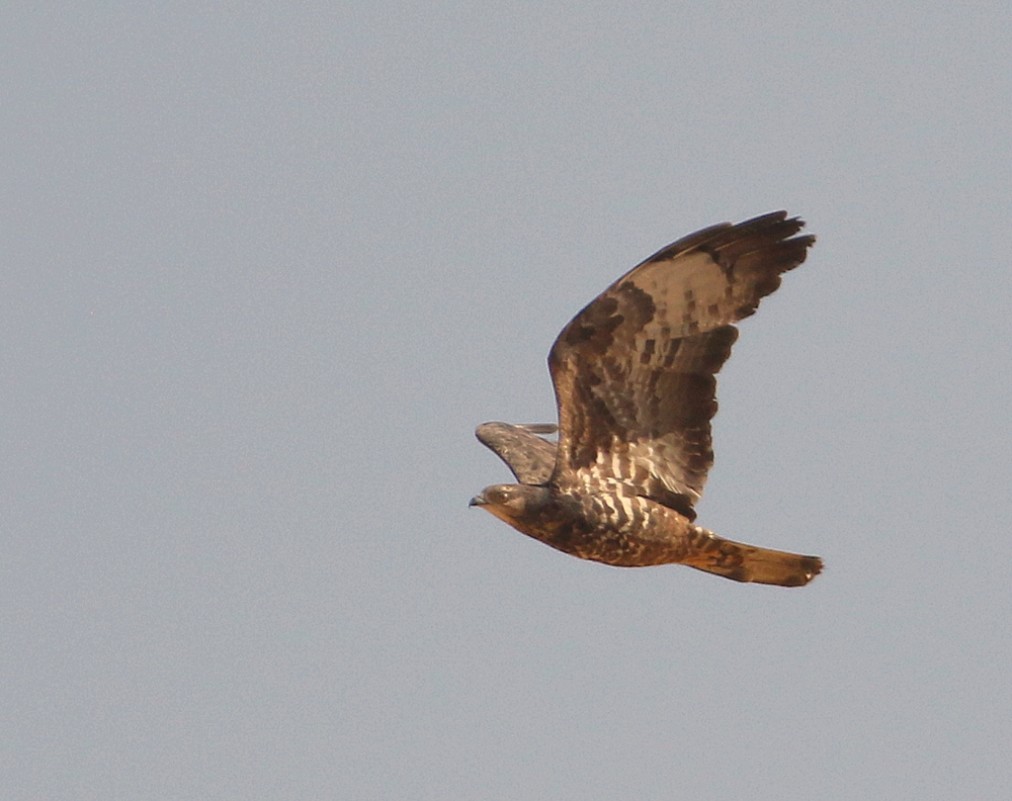 European Honey Buzzard