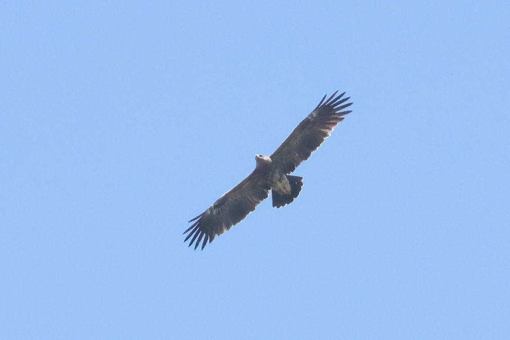 Lesser Spotted Eagle