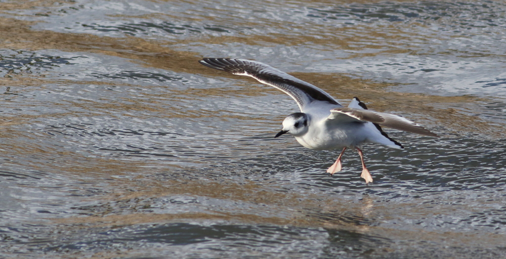 Little Gull