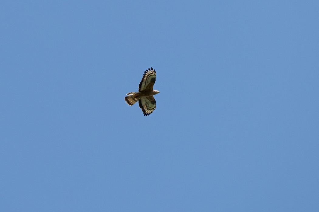 European Honey Buzzard
