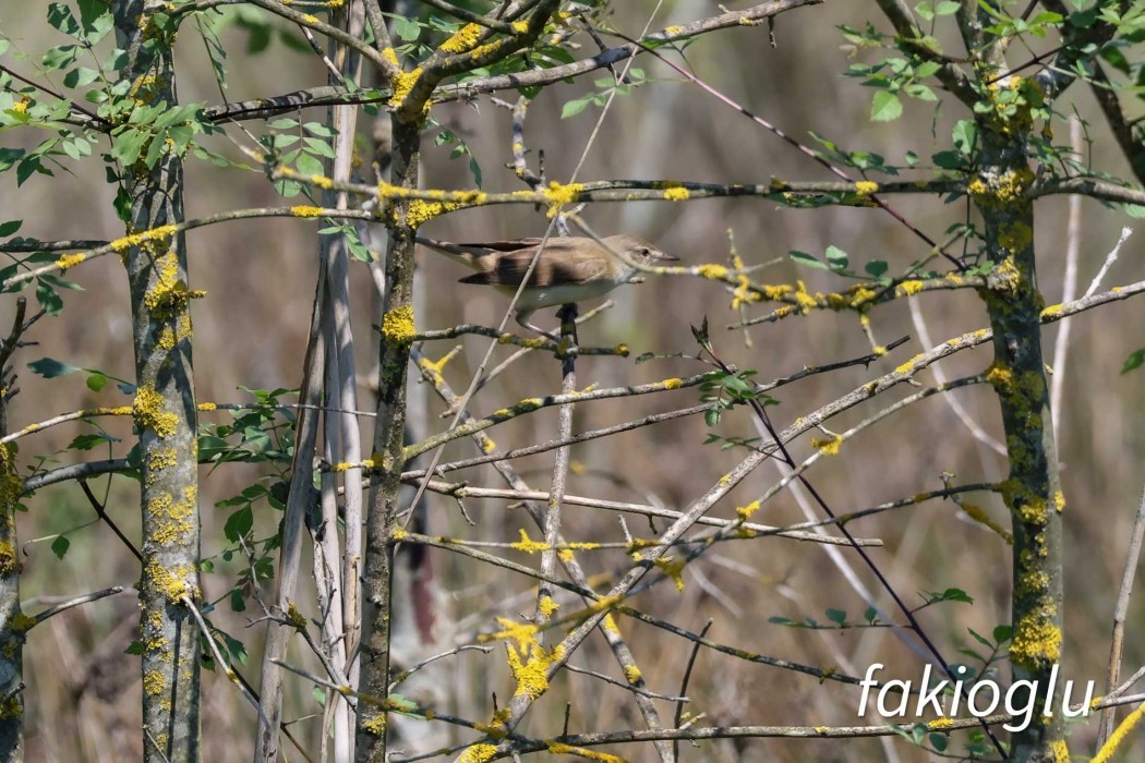River Warbler