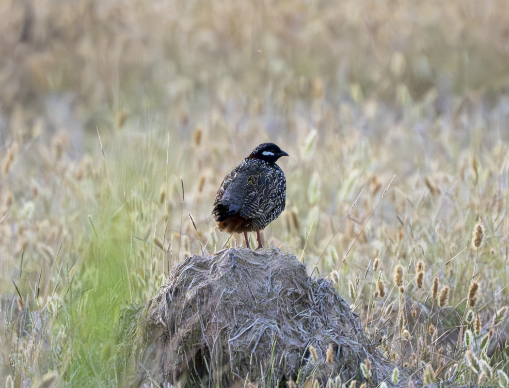 Black Francolin