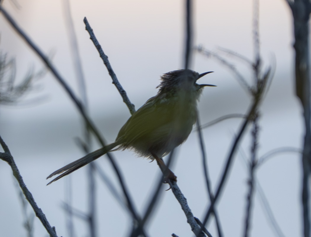 Delicate Prinia