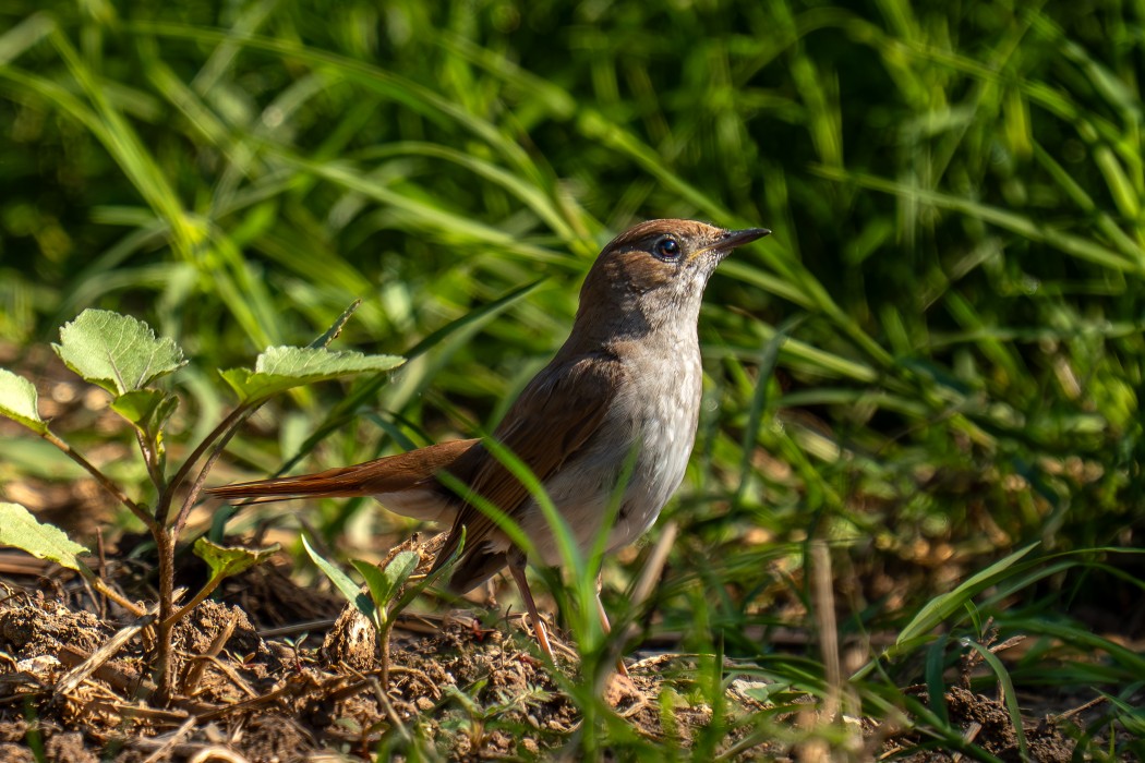Common Nightingale