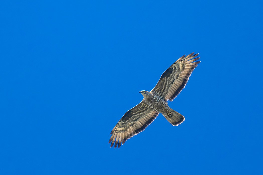 European Honey Buzzard