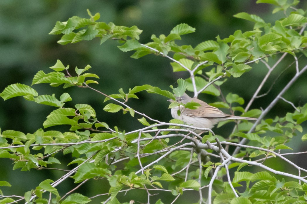 Common Whitethroat
